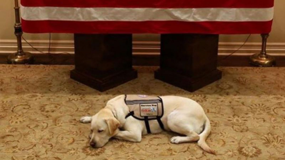 „Misiune îndeplinită”. Imaginea devenită virală cu câinele fostului președinte american George Bush