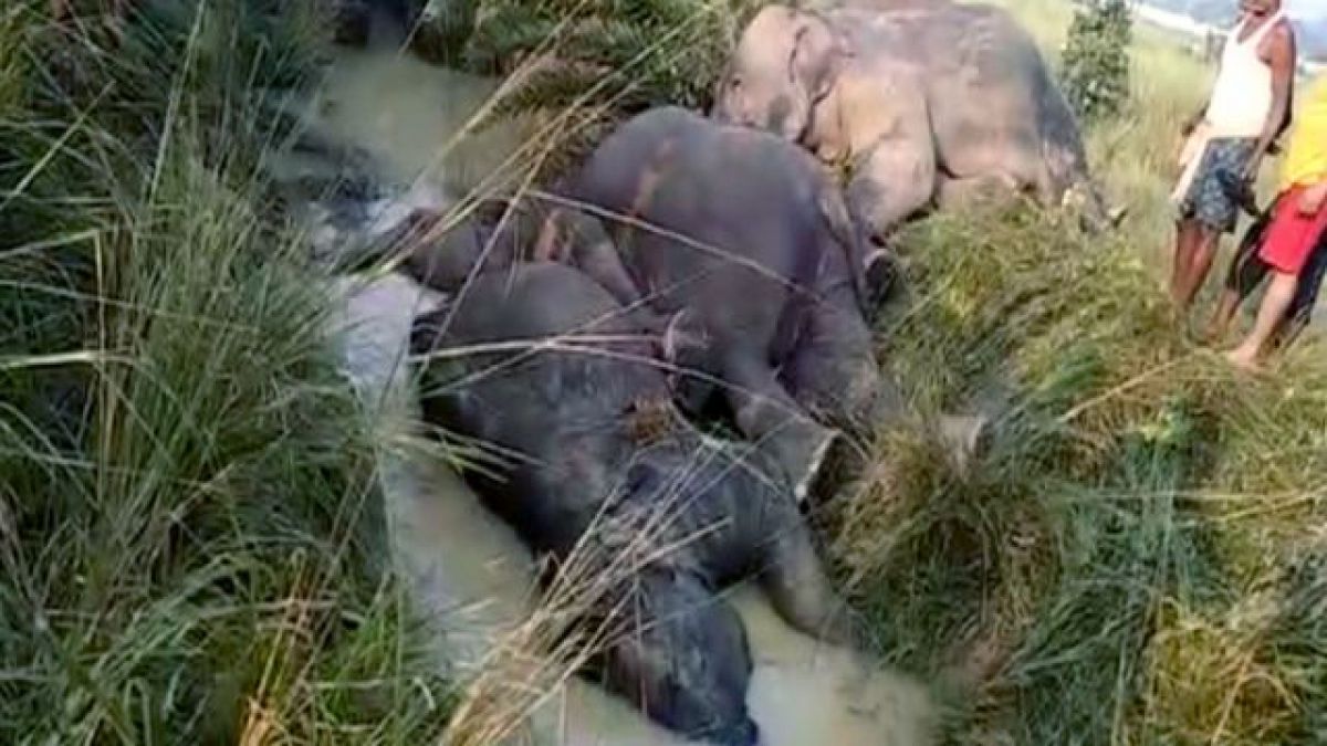 Șapte elefanți din India au murit electrocutați de un cablu căzut la pământ