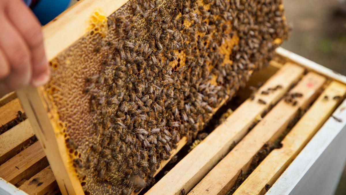 În premieră, apicultori din Republica Moldova vor produce miere ecologică certificată