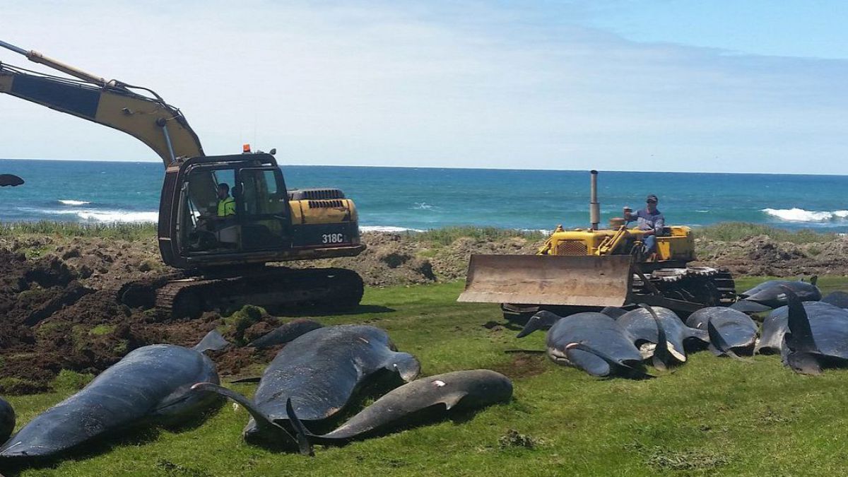 51 de balene pilot au murit după ce au eșuat pe o plajă din Noua Zeelandă