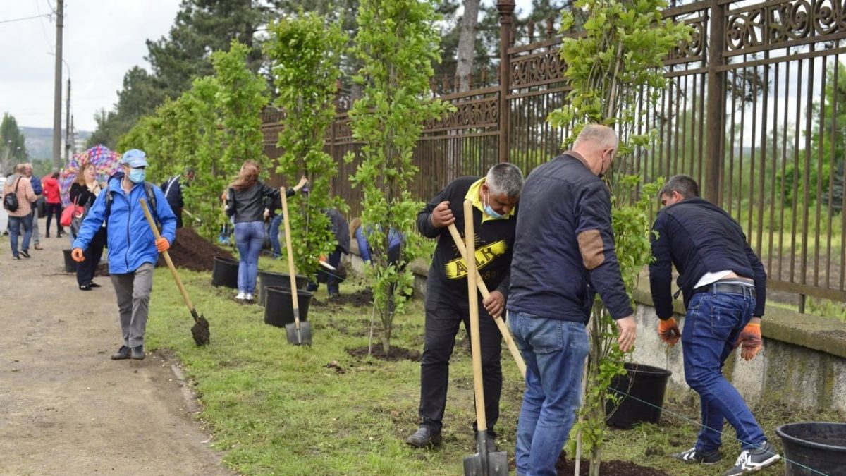 75 de stejari au fost plantați la intrarea în Grădina Botanică