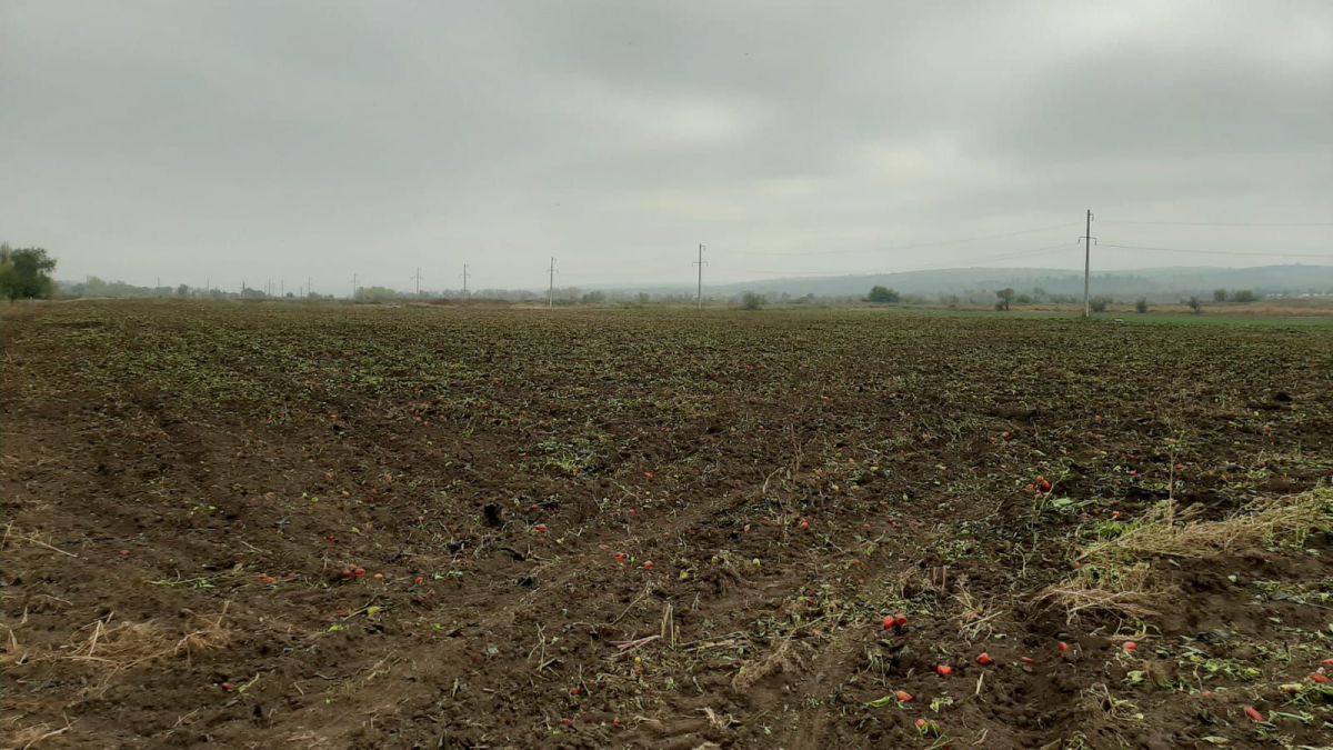ANSA: Legume cu un conținut sporit de plumb, cultivate pe terenurile din apropierea albiei râului Bîc