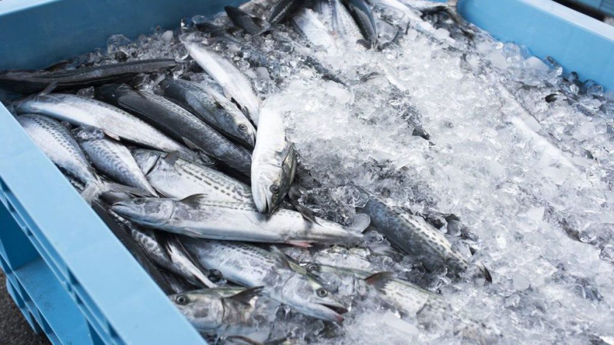 ANSA a pornit o anchetă internă pe marginea loturilor de pește infestat cu paraziți
