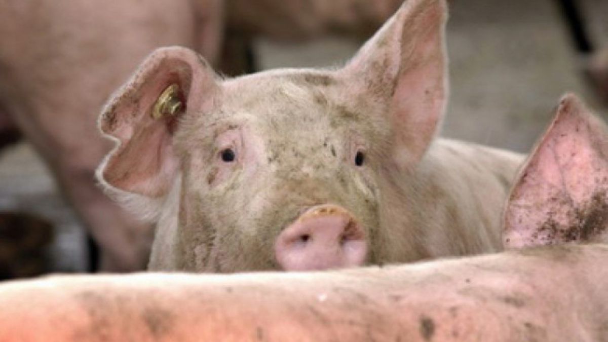 ANSA trage alarma: Carnea de porc cumpărată din țările vecine va fi confiscată la vamă
