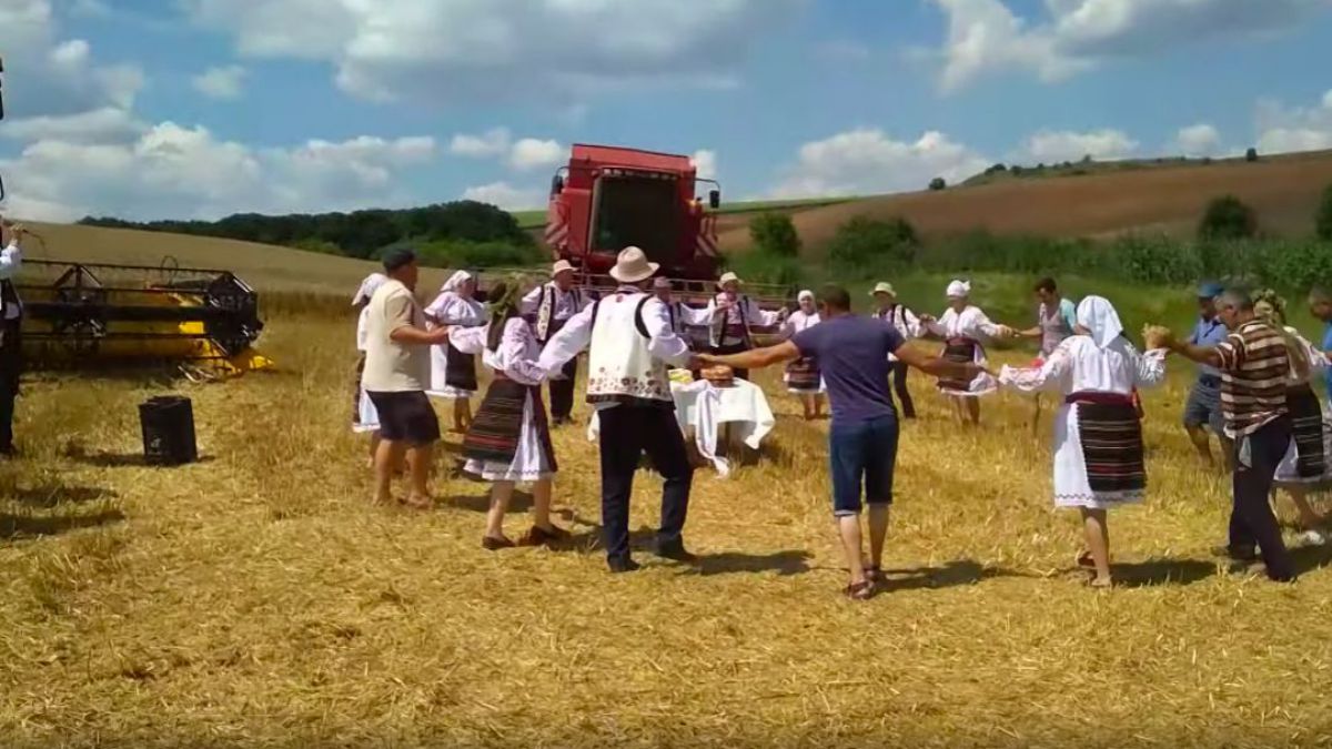 Agricultorii dintr-un sat din raionul Căușeni au încins o horă chiar în lanul cu grâu. Au marcat săbătoarea ultimului snop adunat (VIDEO)