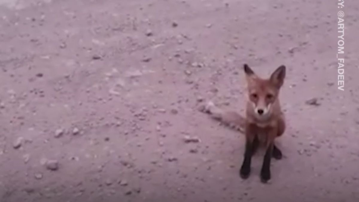 Animalele sălbatice din Siberia îşi părăsesc habitatul natural în urma incendiilor de vegetaţie (VIDEO)