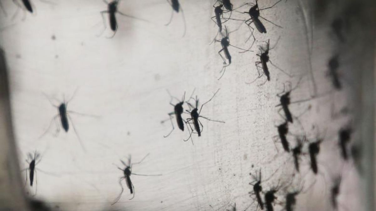 Atenționare privind călătoria în Grecia: Doi oameni au murit din cauza virusului West Nile