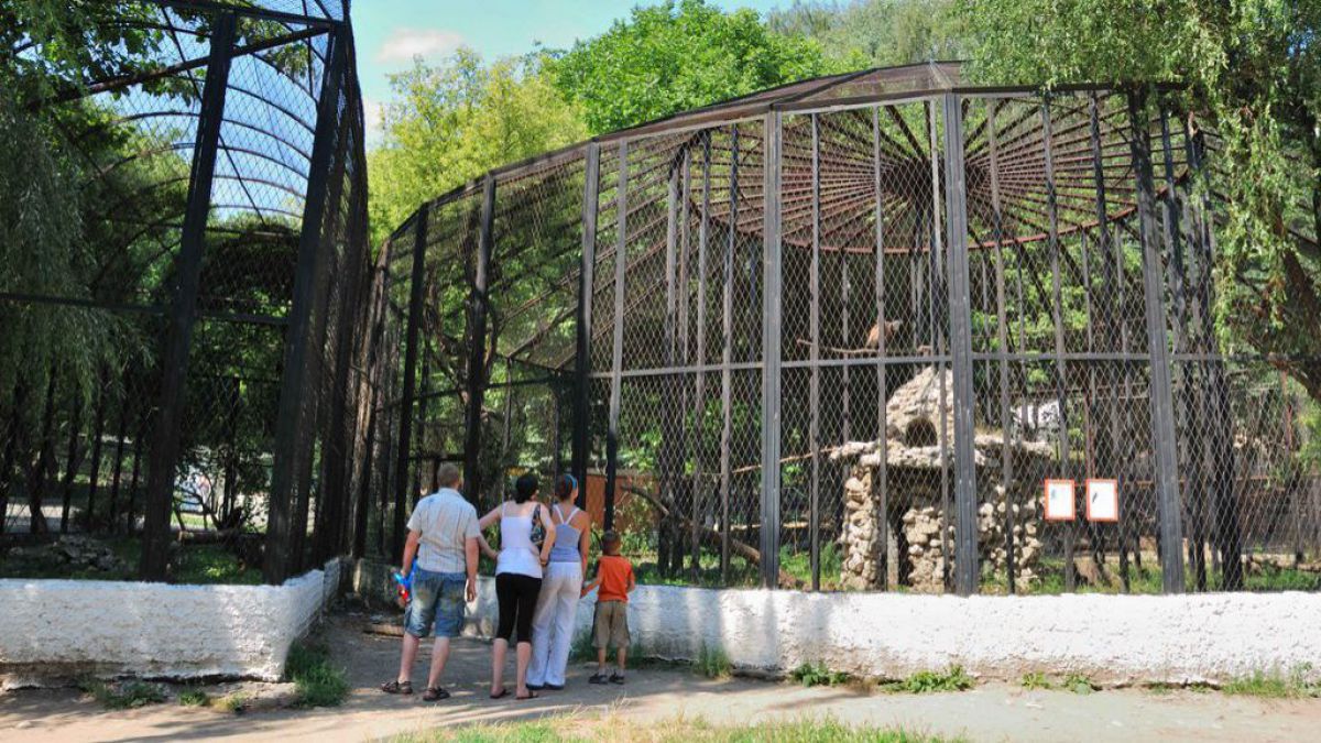 Canicula pune la încercare animalele de la Grădina Zoologică. Cum fac față acestea zilelor toride