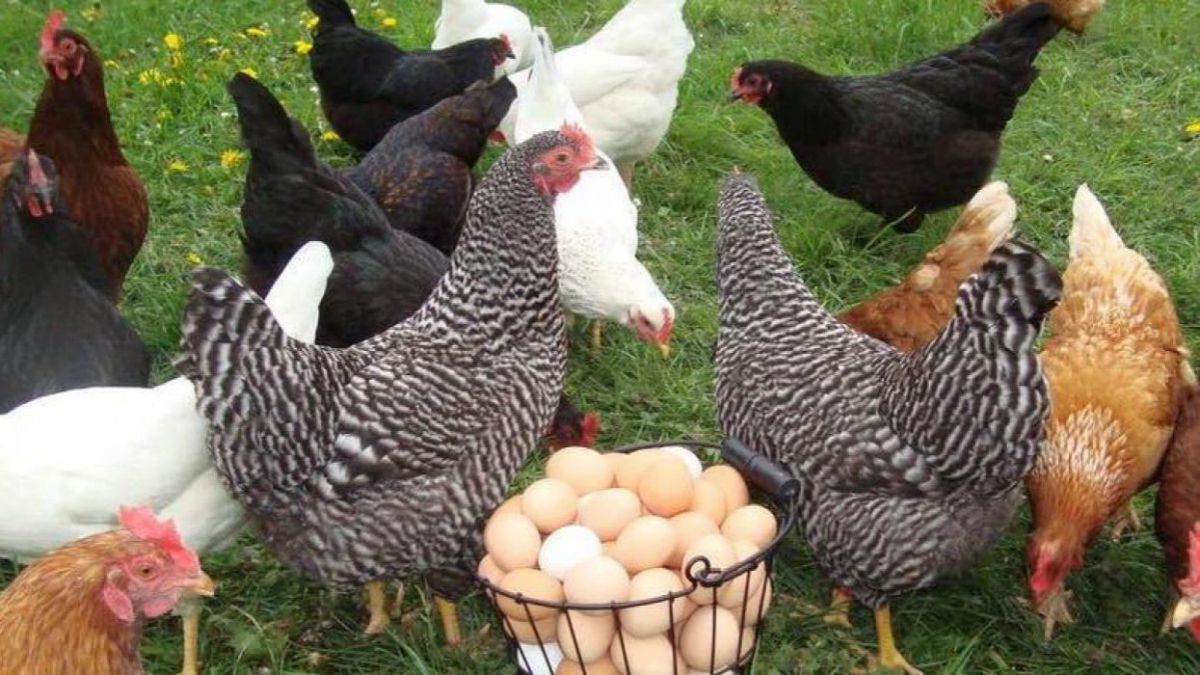 Carnea de pasăre și ouăle moldovenești ar putea ajunge pe mesele indienilor