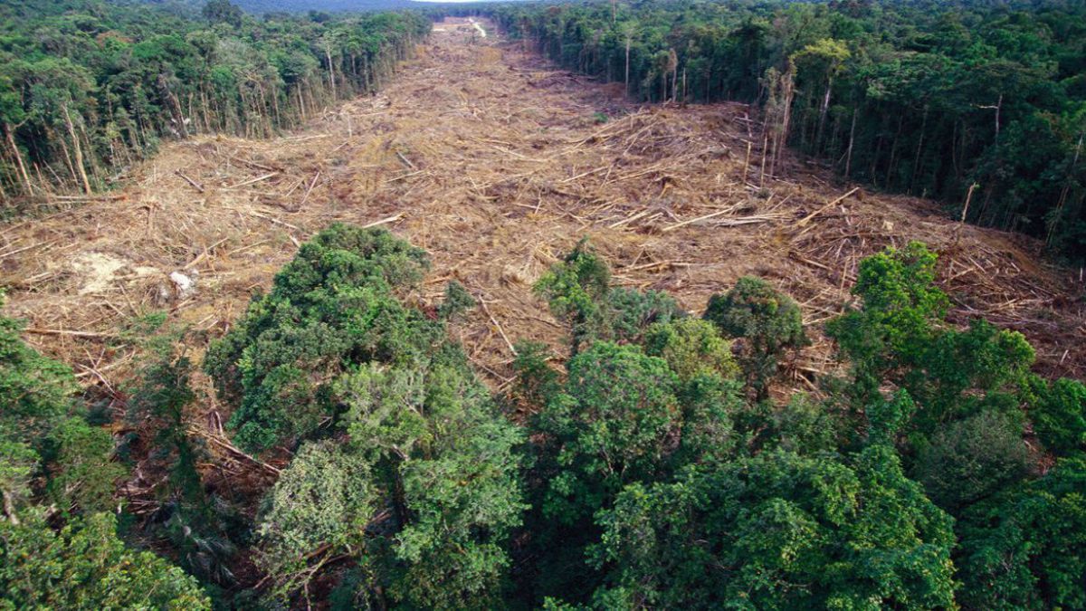 Câți copaci sunt tăiați în fiecare an la nivel global: suprafața e mai mare decât crezi