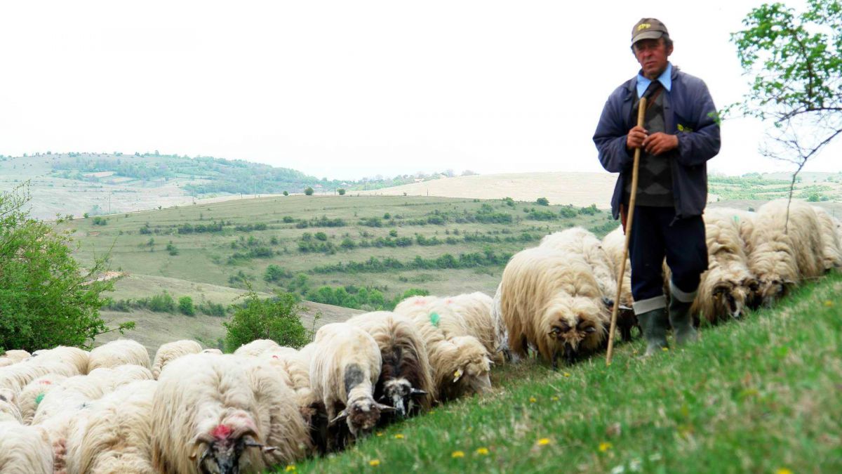 Crescătorii de oi și capre cer ajutorul statului. Ce probleme au semnalat fermierii