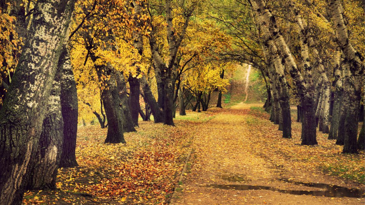 Cum va fi vremea în următoarea săptămână