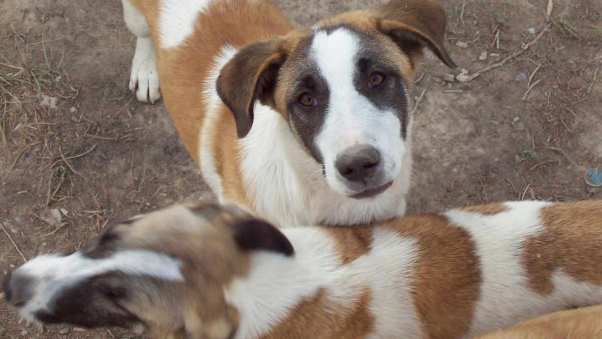 DOC. Șeful necropolei de animale din Chișinău, suspendat din funcție. A fost creată o comisie de anchetă