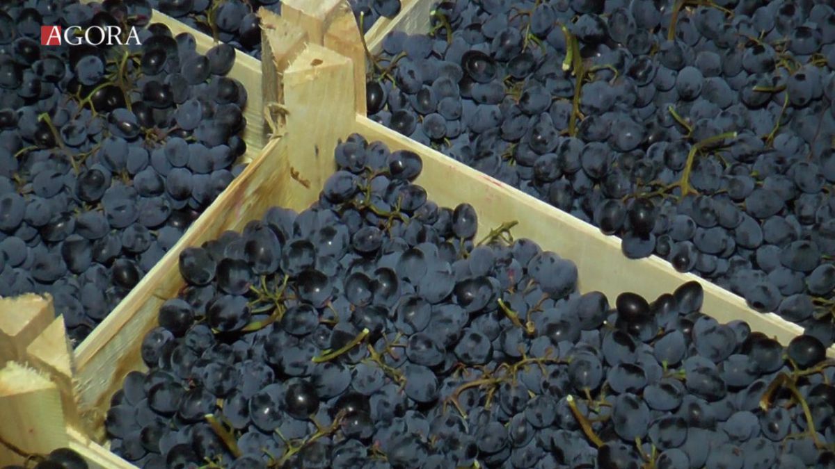 Destinul fructelor moldovenești: Din ce cauză au rămas producătorii cu depozitele pline și ce recomandă specialiștii pentru evitarea situațiilor similare (REPORTAJ VIDEO)