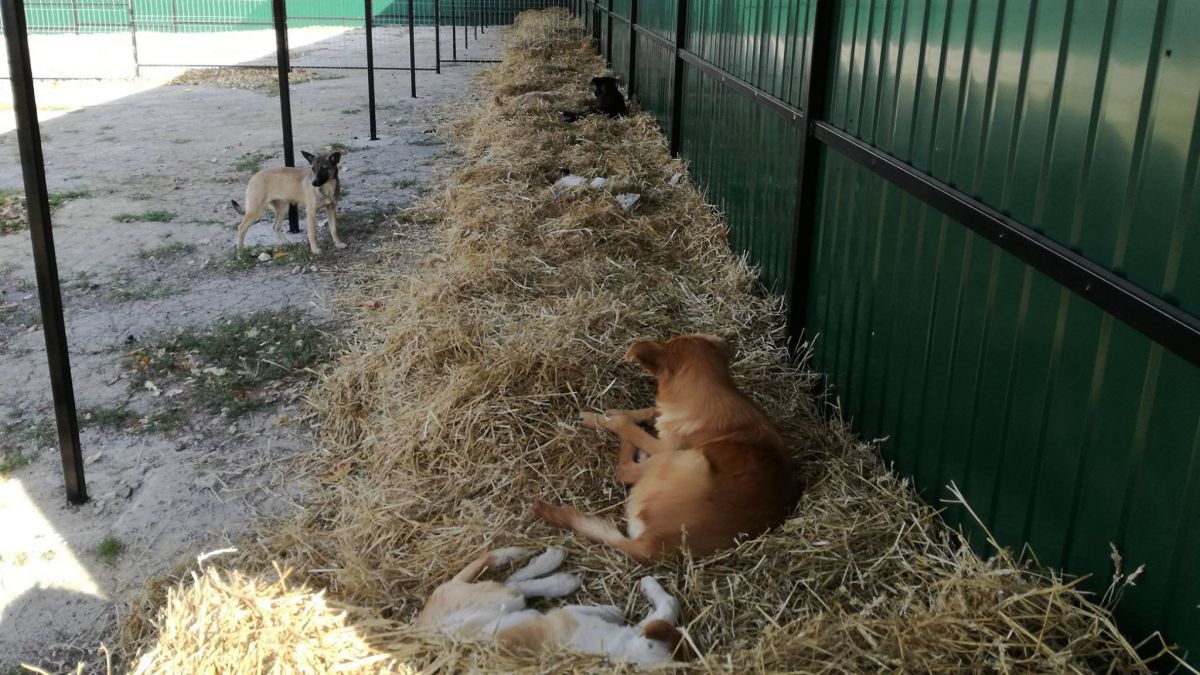 FOTO. Cum arată centrul municipal unde vor fi sterilizați câinii fără adăpost. „Rijik” a fost primul curajos