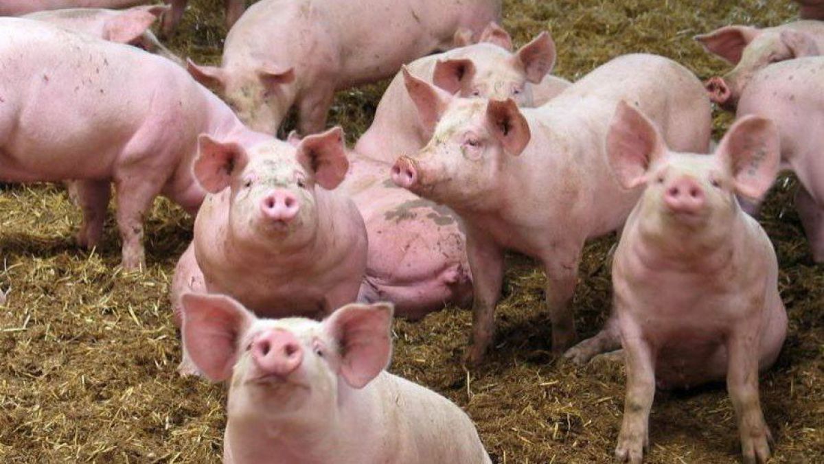Franța construiește un gard la granița cu Belgia pentru a preveni răspândirea virusului pestei porcine africane
