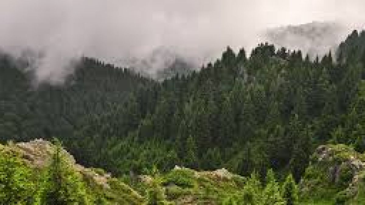 În ultimii 20 de ani, planeta a pierdut aproape 100 de milioane de hectare de pădure