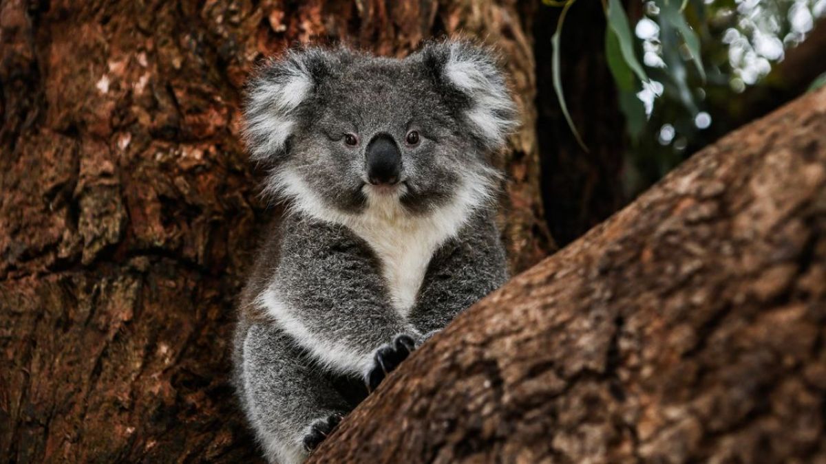 În ultimii ani, Australia a rămas fără o treime din populația de urși koala
