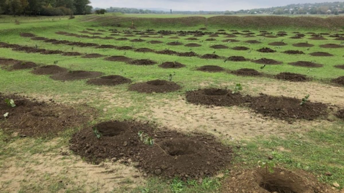 Întreprinderea „Moldsilva” promite că în următorii cinci ani se vor sădi 50 de milioane de arbori noi, adică 19 copaci pe minut