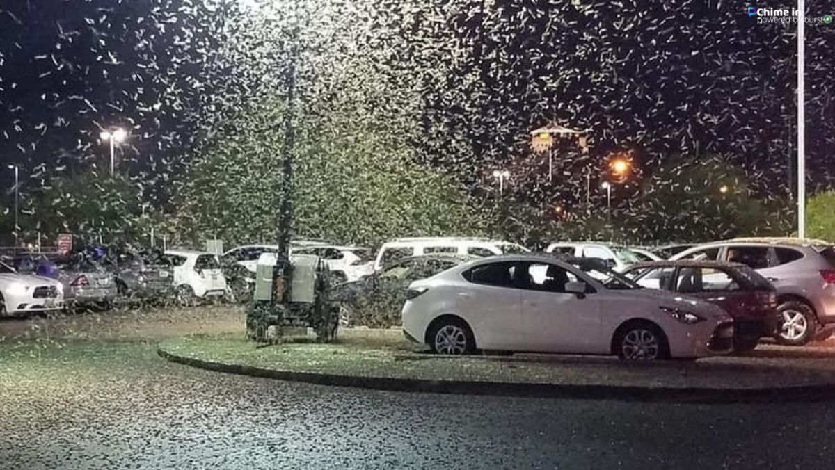 Invazie de insecte în Las Vegas. Roiuri de greieri au acoperit clădiri celebre (FOTO)