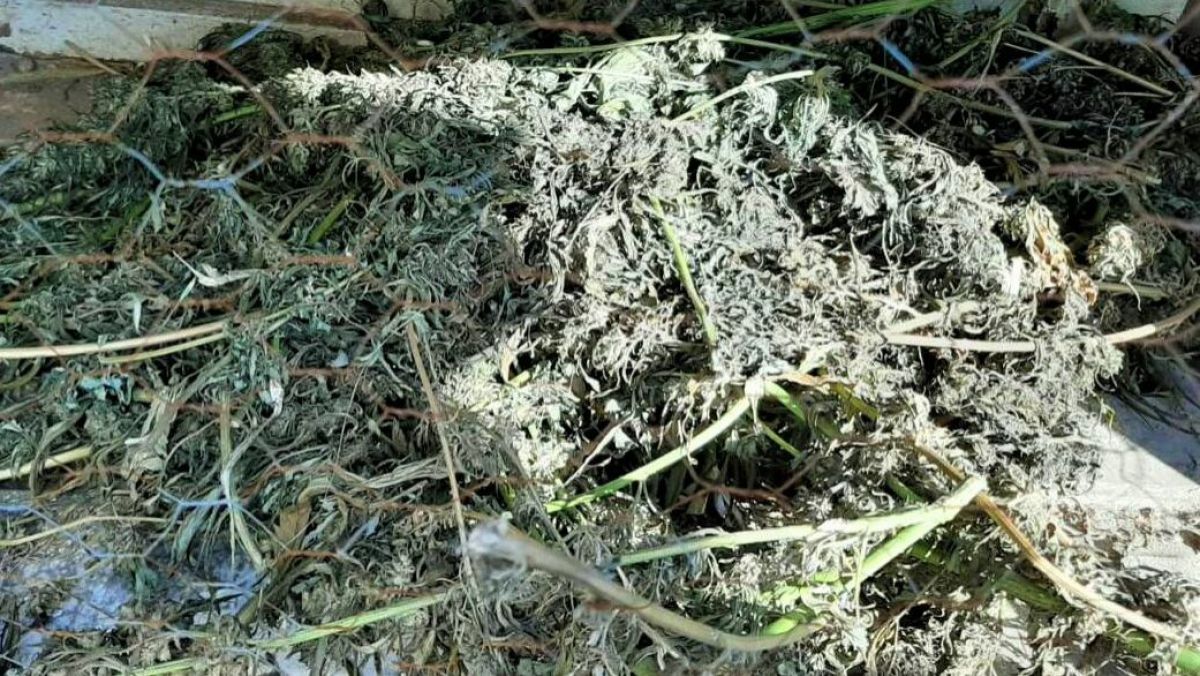 Mai mulți locuitori ai orașului Ungheni plantau și vindeau etnobotanice. Ce riscă pentru fapta lor (VIDEO)