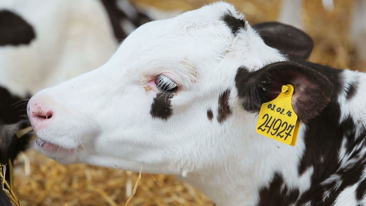 Mărcile metalice pentru identificarea animalelor, mai ieftine. Cu cât s-au redus costurile
