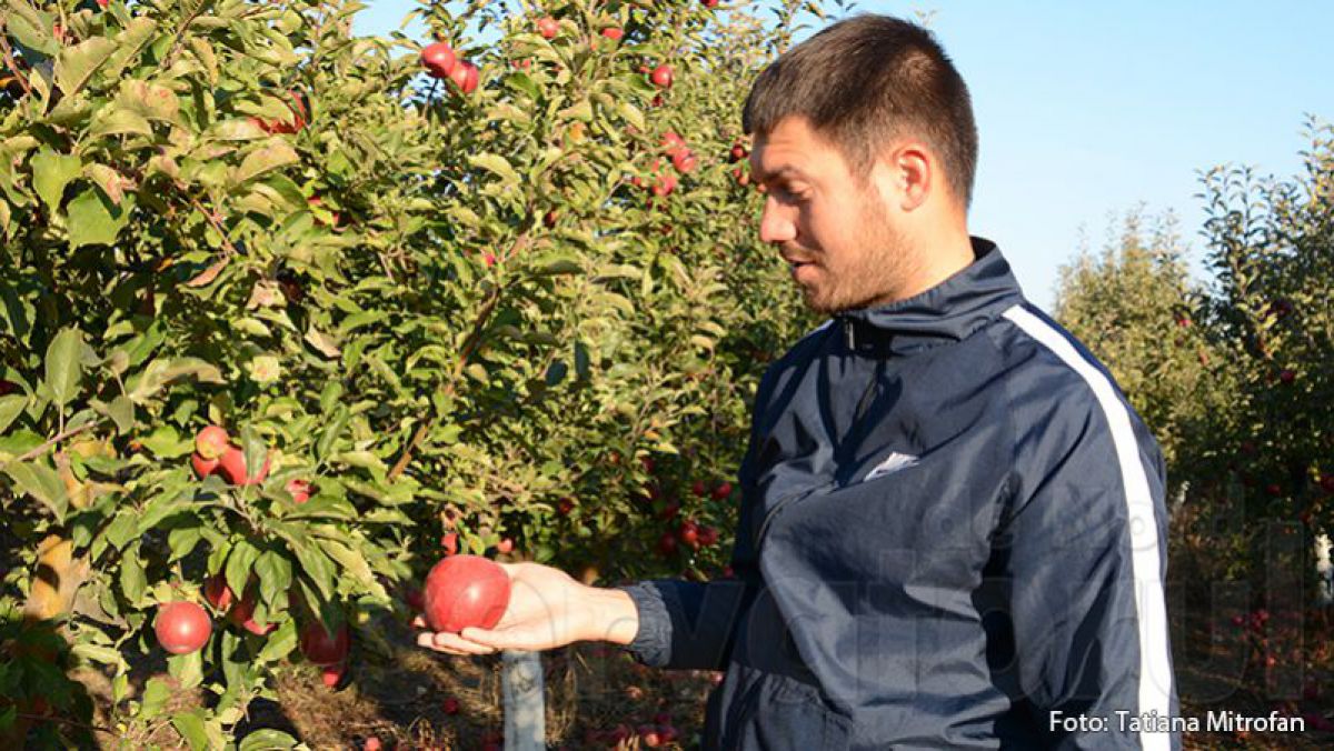 Merele oferite din plăcere. Agricultorul care servește trecătorii cu fructe din propria livada a povestit cum i-a venit ideea
