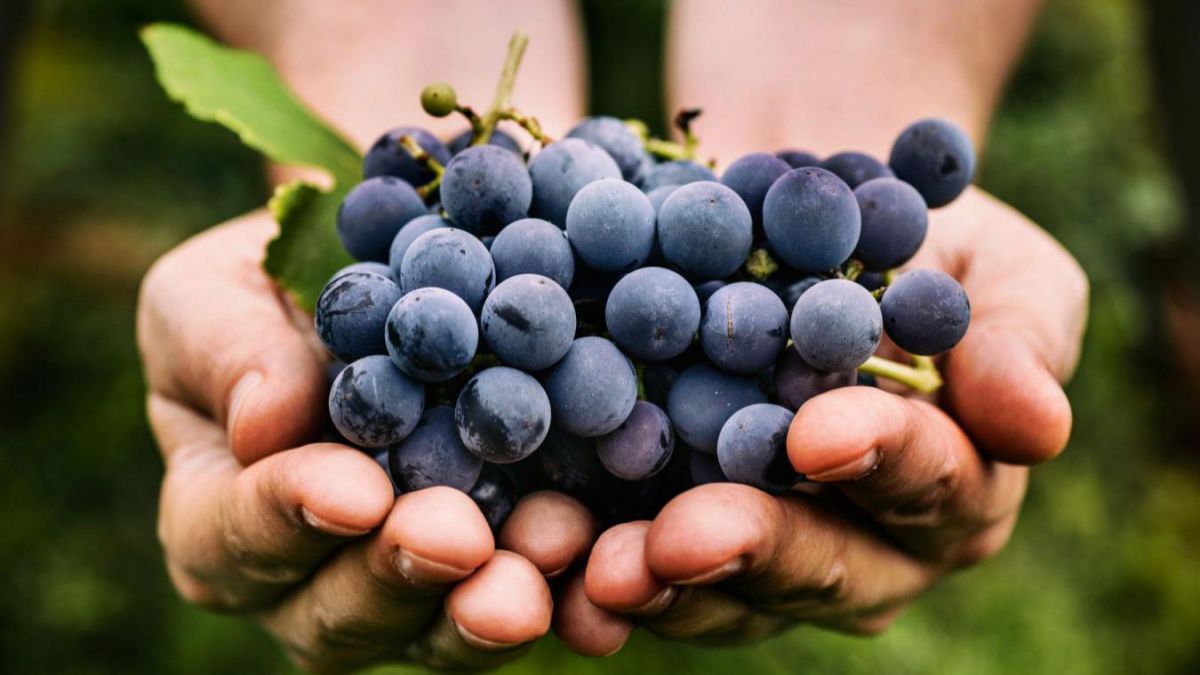 Ministra Agriculturii consideră că în Moldova ar trebui să fie cultivate, în principal, doar anumite soiuri de struguri. Care este explicația