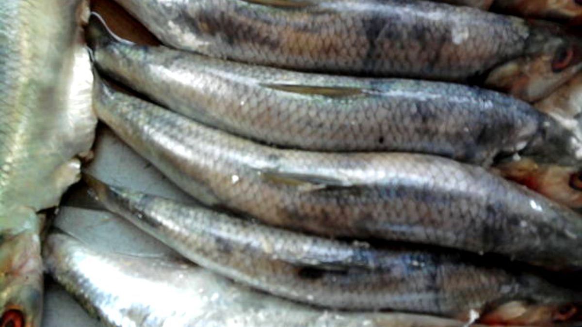 Oamenii legii oferă detalii în urma perchezițiilor efectuate la 11 importatori de pește. Ce au descoperit în depozitele agenților economici (VIDEO)