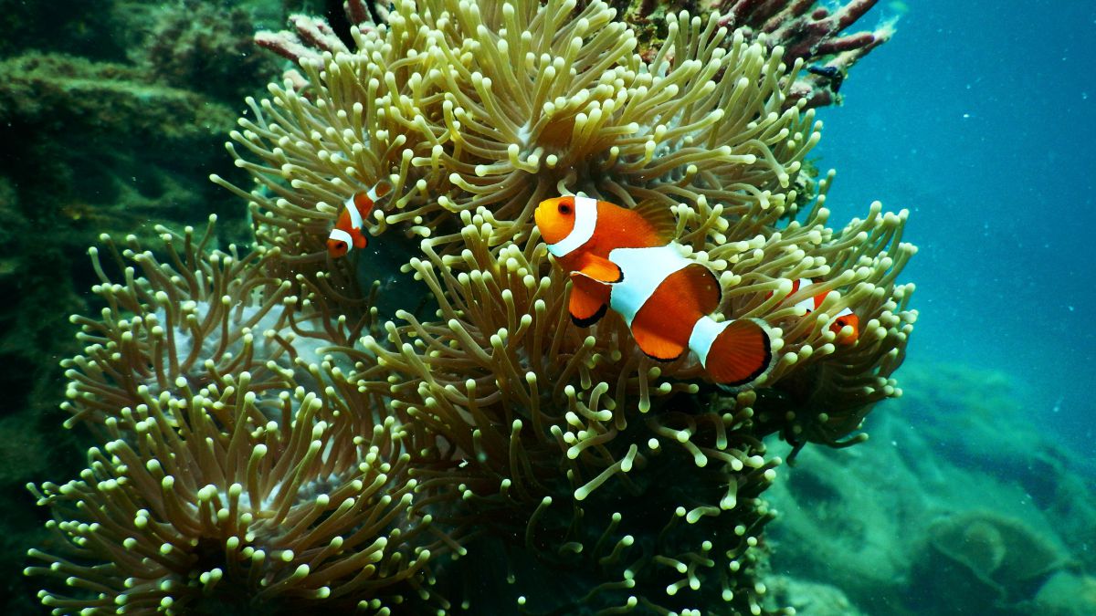 Oceanele rămân fără oxigen: Ce specii de pești sunt cele mai amenințate