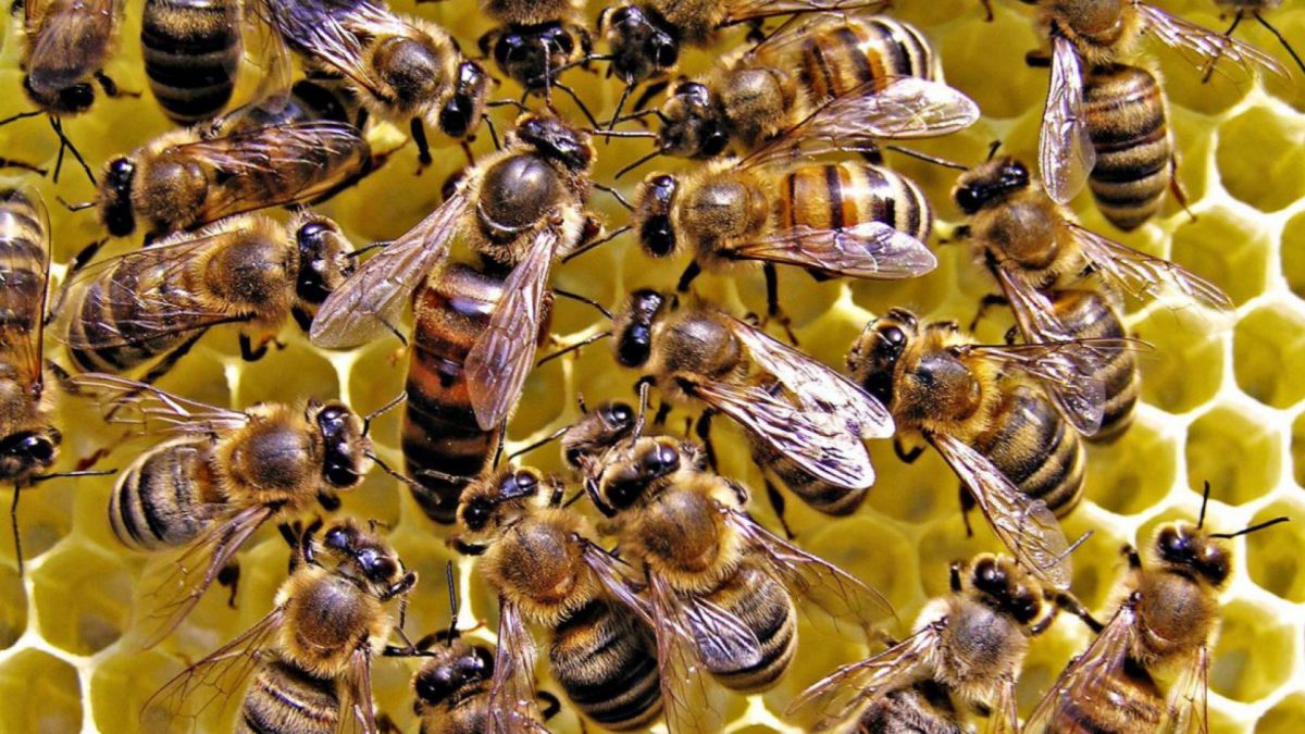 Pesticidele sunt de vină: În fiecare an în Moldova pier aproximativ 40% din familiile de albine