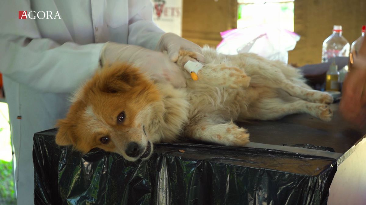 Sute de câini, sterilizați gratuit la Chișinău: Intervențiile au fost efectuate de mai mulți veterinari din SUA (VIDEO)