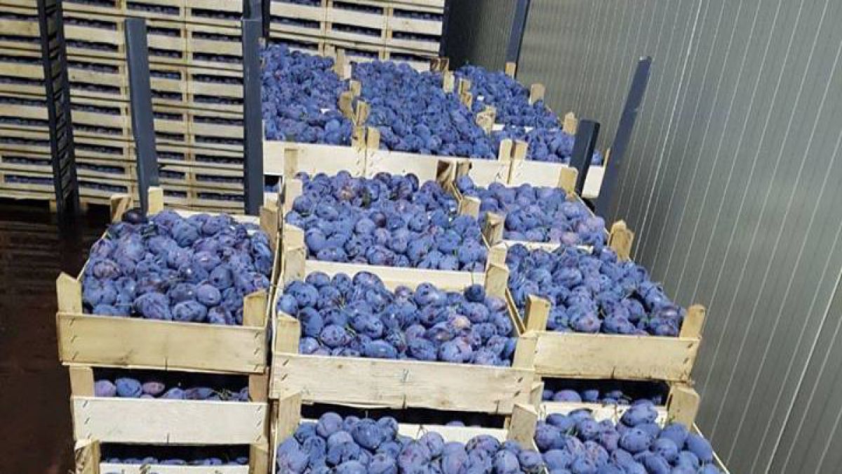 Un importator vrea să aducă într-o rețea de magazine din Germania peste 100 de tone de prune moldovenești