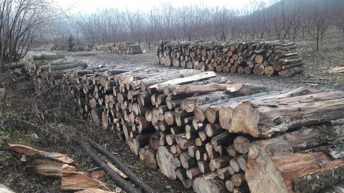 Agenţia Moldsilva a demarat o anchetă de serviciu în cazul lemnului stocat în Rezervaţia Naturală Plaiul Fagului 