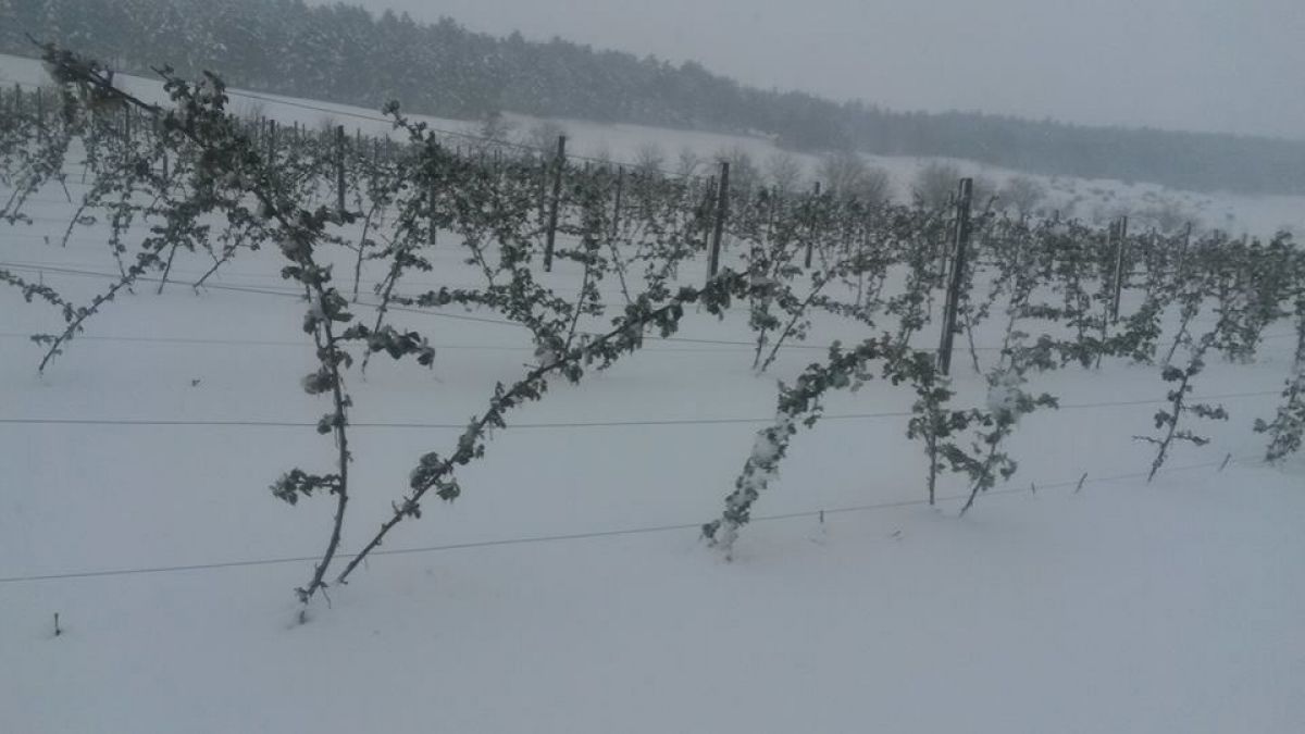 Agricultorii pot anunța despre pagubele suportate în urma condițiilor meteo la o linie de telefon fierbinte