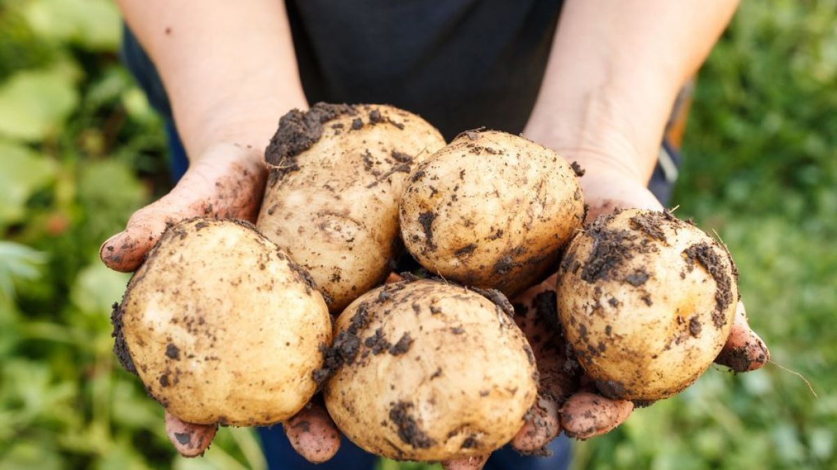 Agricultura ecologică și experimentele „vii”. Cum micii producători din Criuleni au grijă de sol