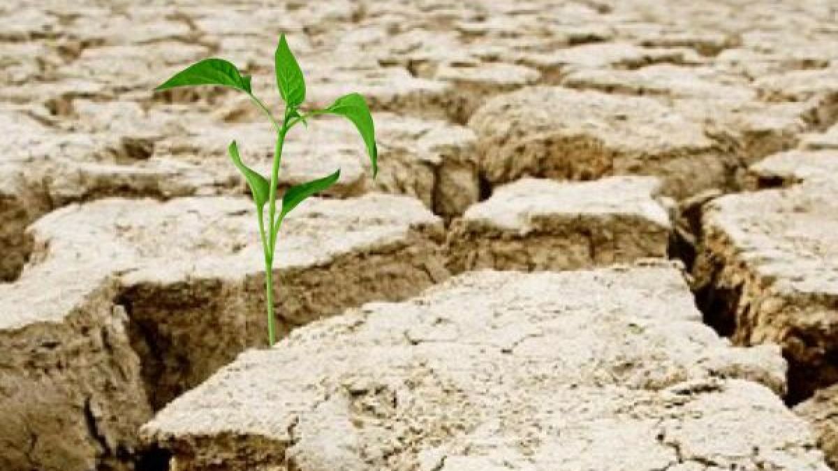 Agricultura, strânsă la colț de pandemie și de secetă. Fermier, despre ajutorul din partea statului: „Până ajungi la Dumnezeu, te mănâncă sfinții”