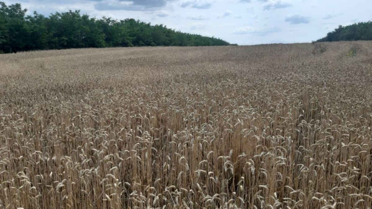 Aproape șapte hectare de grâu din raionul Dondușeni au fost istovite de flăcări