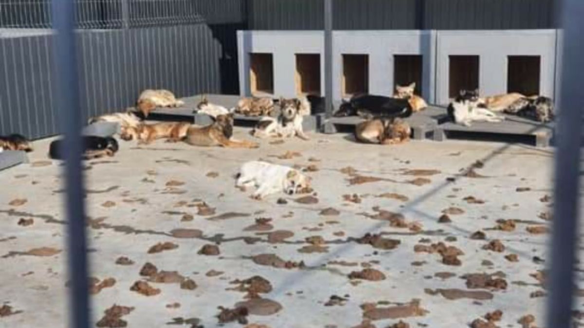 Regia Autosalubritate, acuzată de mai multe nereguli în gestionarea necropolei de animale. Reacția instituției