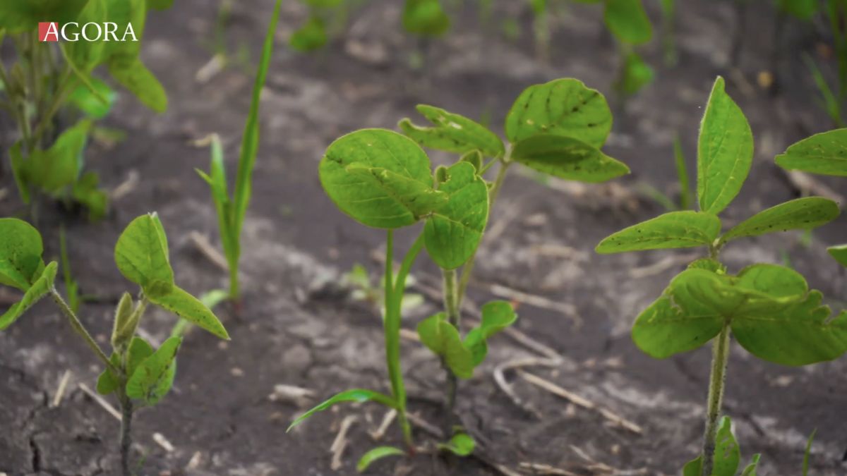 Băncile din Moldova susțin sectorul agricol afectat de secetă. La ce măsuri se va recurge