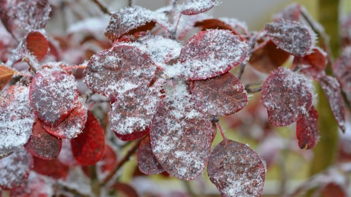 Brumărelul își intră în drepturi: meteorologii anunță Cod Galben de îngheț