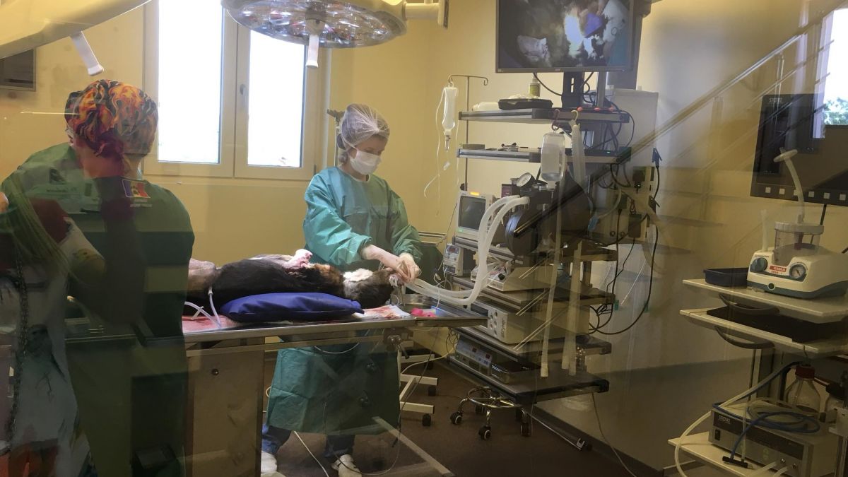 Câinele, găsit fără labe, a fost transportat și operat la București. Medicul veterinar: „E un cățel foarte special” (FOTO, VIDEO)