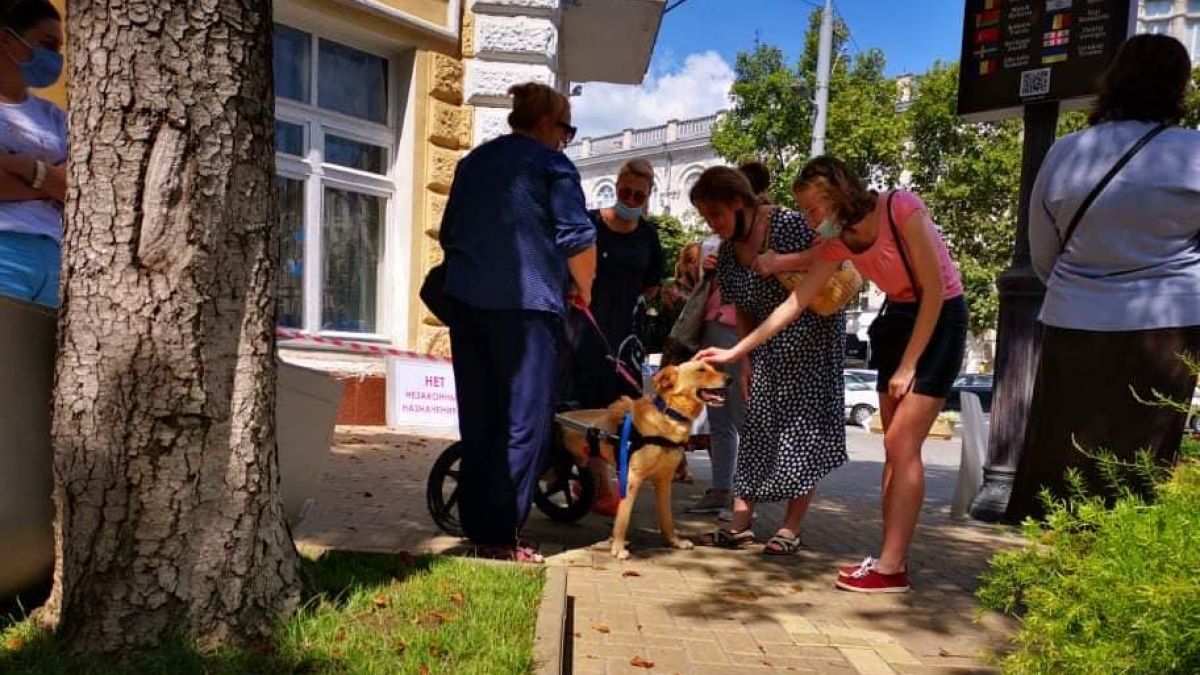 Activiștii pentru protecția animalelor fără adăpost adresează o petiție autorităților. Iată cerințele