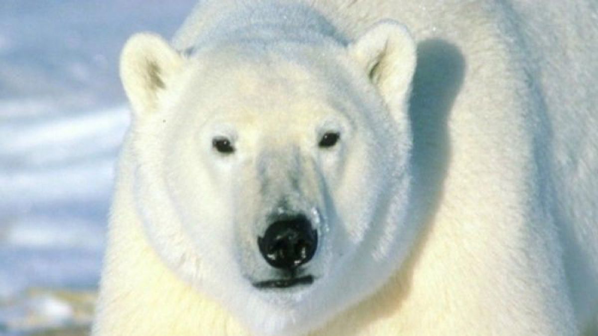 Canada: Un bărbat a fost omorât de un urs polar