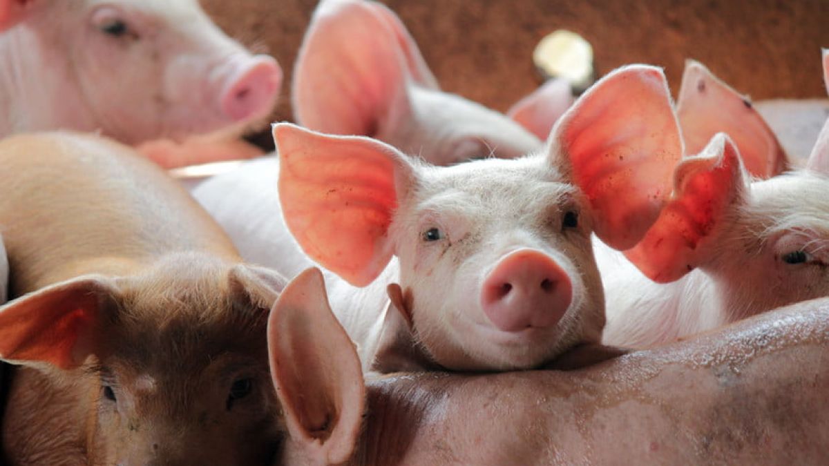 Carantină la Rîșcani: A fost înregistrat un focar de pestă porcină