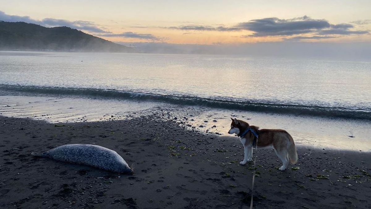 Catastrofă ecologică în Rusia, peninsula Kamceatka: Mii de animale marine au fost găsite moarte (FOTO)
