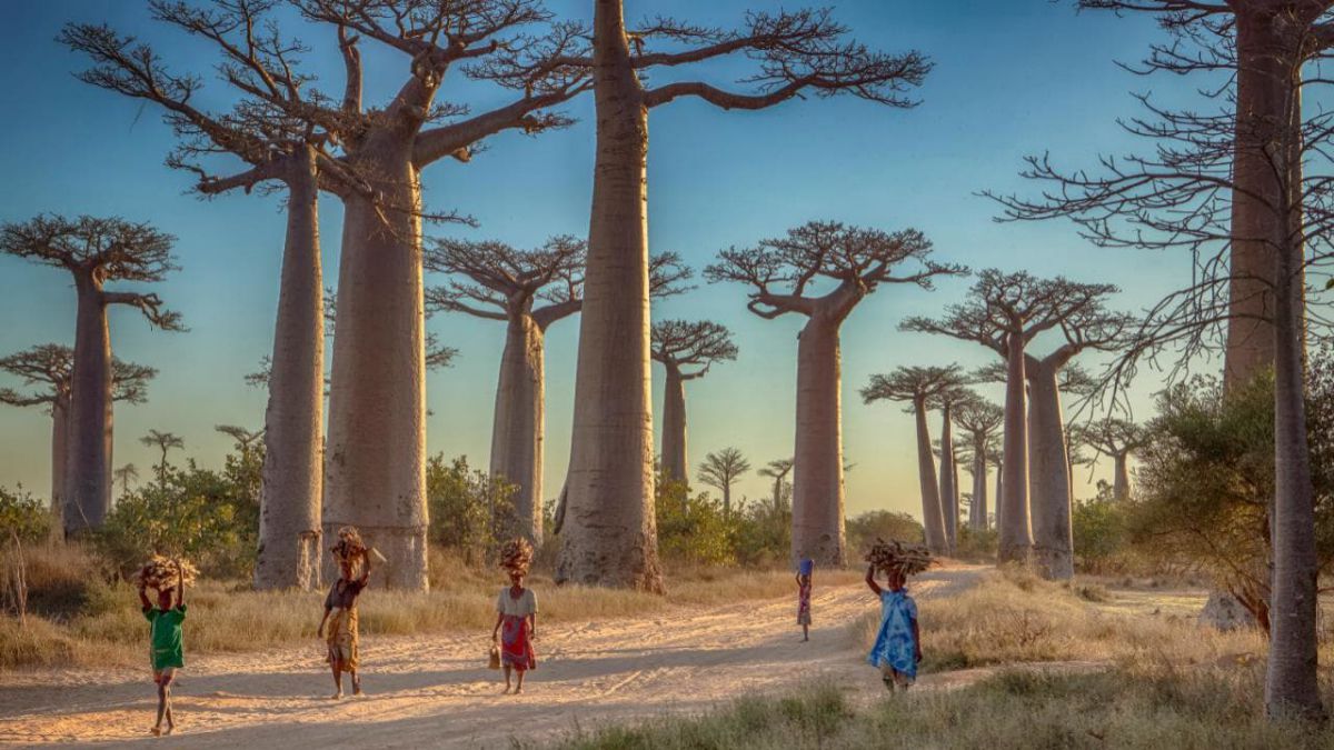 Cea mai severă formă de ciumă loveşte Insula Madagascar. Epidemia poate ameninţa şi alte zone de pe glob
