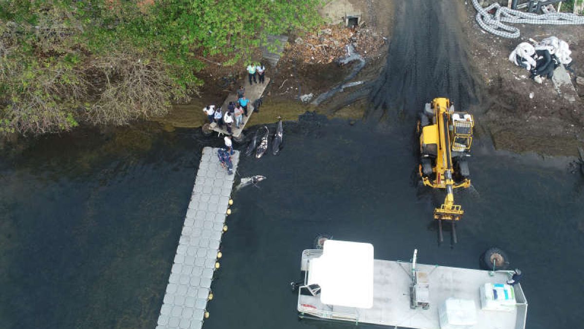 Cel puțin 40 de delfini au murit într-o zonă din Mauritius în urma scurgerilor de petrol de pe o navă
