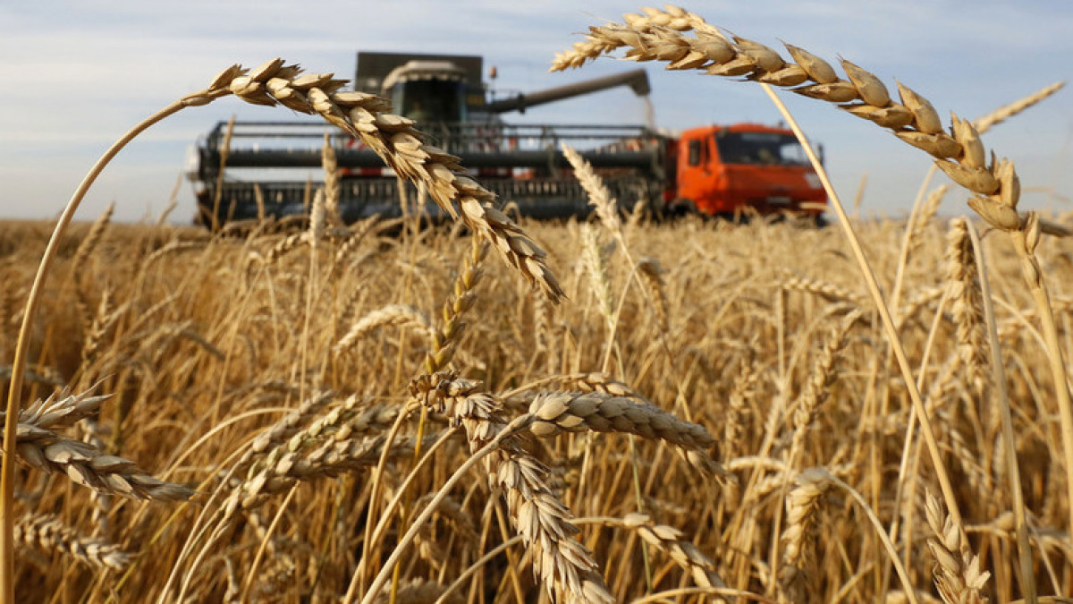 Cercetare cu rezultate record: Un institut din Moldova a obținut o recoltă de peste nouă tone de grâu la hectar
