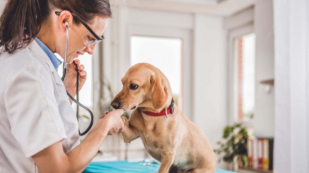 Chișinău: Timp de trei luni, deținătorii de animale de rasă comună vor putea accesa gratuit servicii de sterilizare a patrupezilor